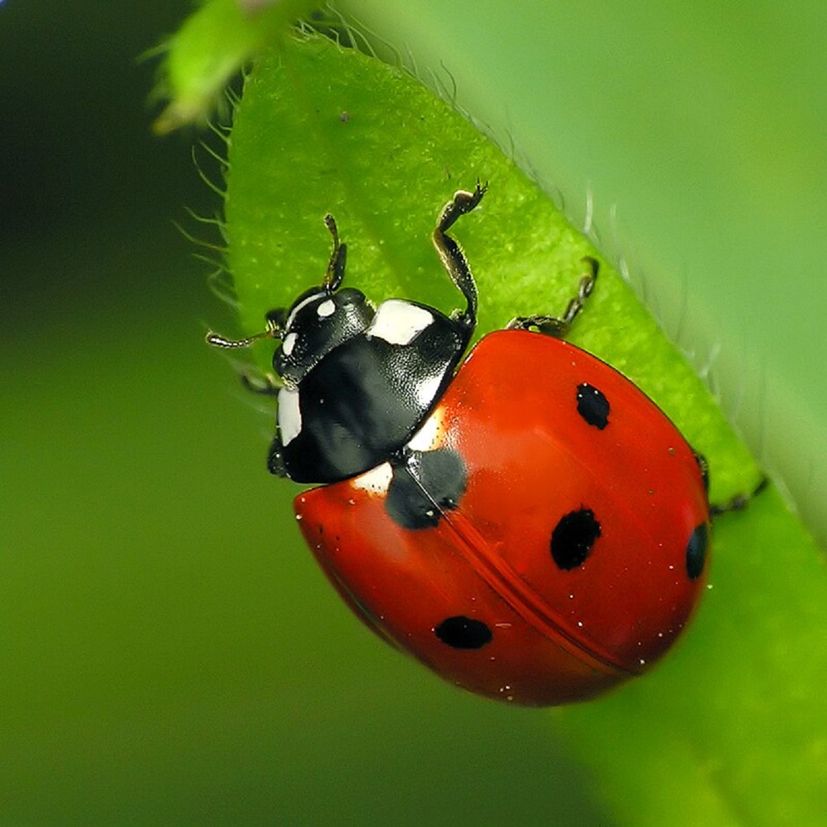 lady bug.1
