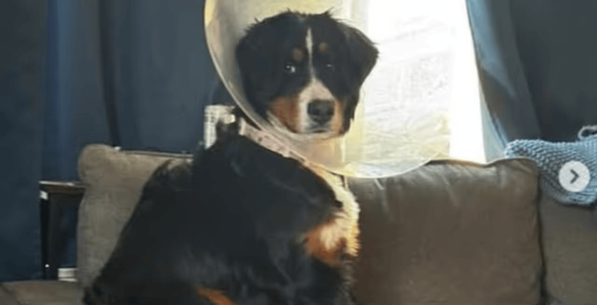 Dog X-Ray Shocked Doctors