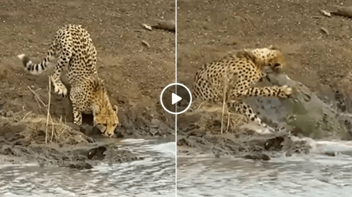 Cheetah Vs Crocodile Video