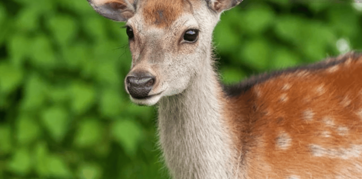 Severed deer head outside church sparks panic