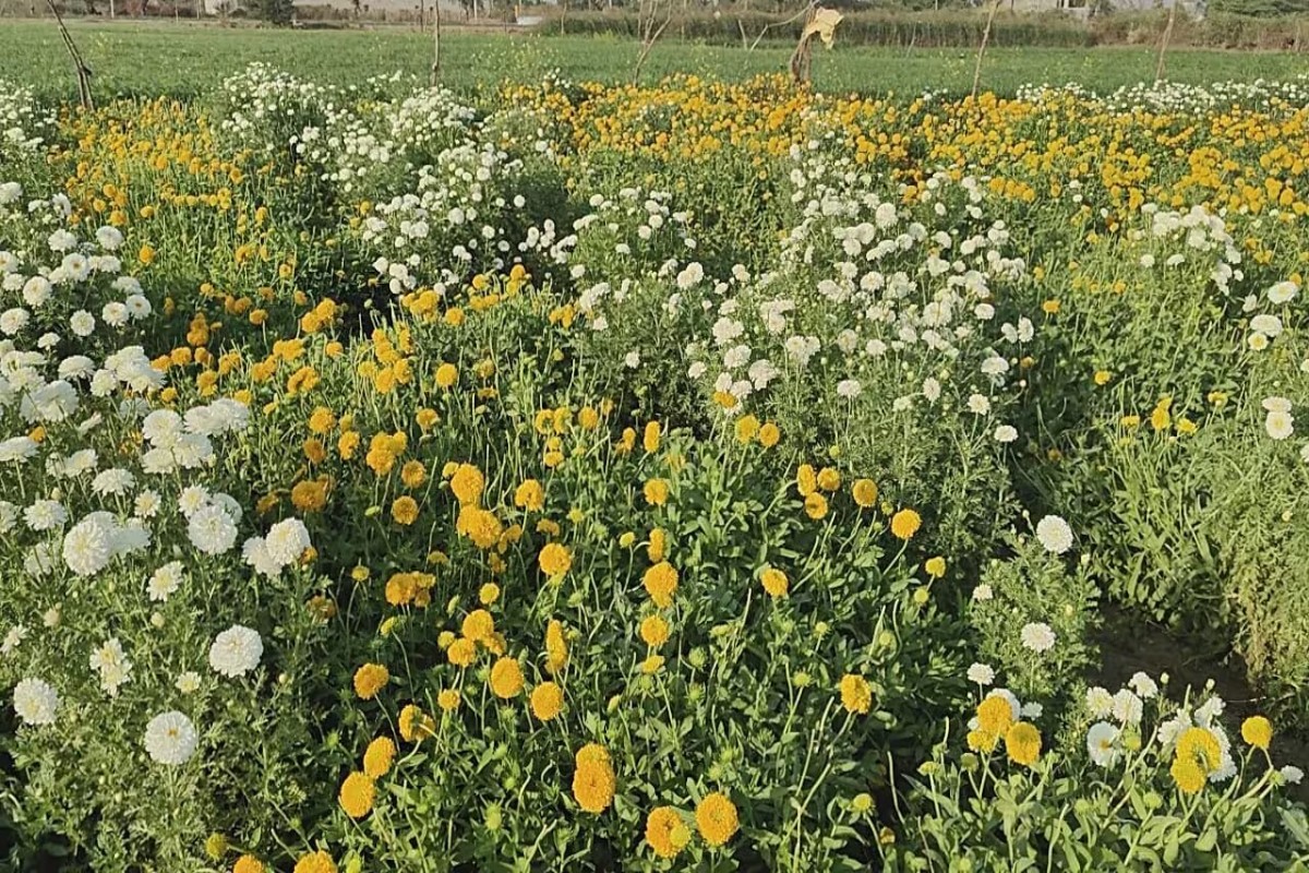 Flower Farming