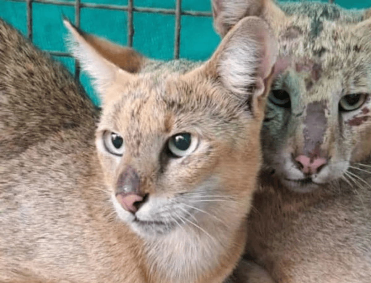 Rare Wild Cat