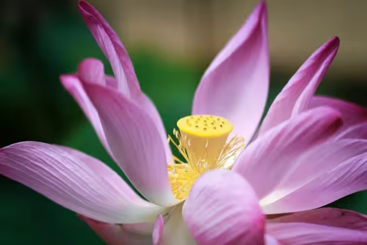 Lotus Farming
