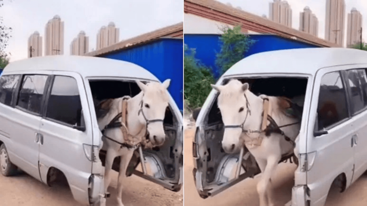 Horse Van Vehicle Viral Video