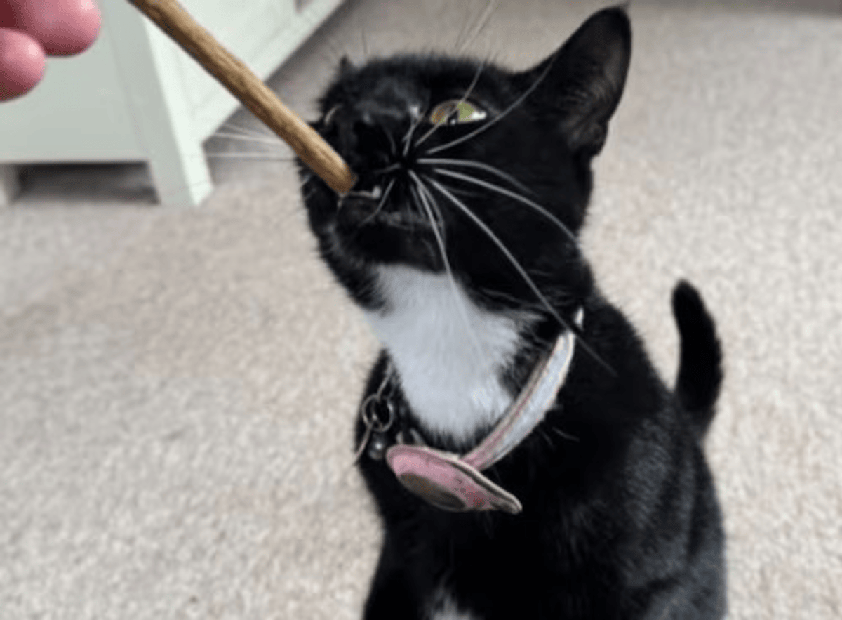 Cat travels 27 km alone by train