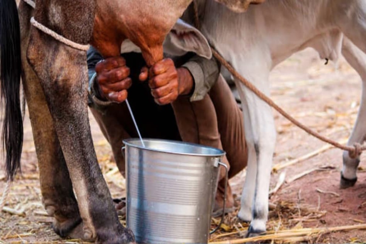 Summer milk production decline