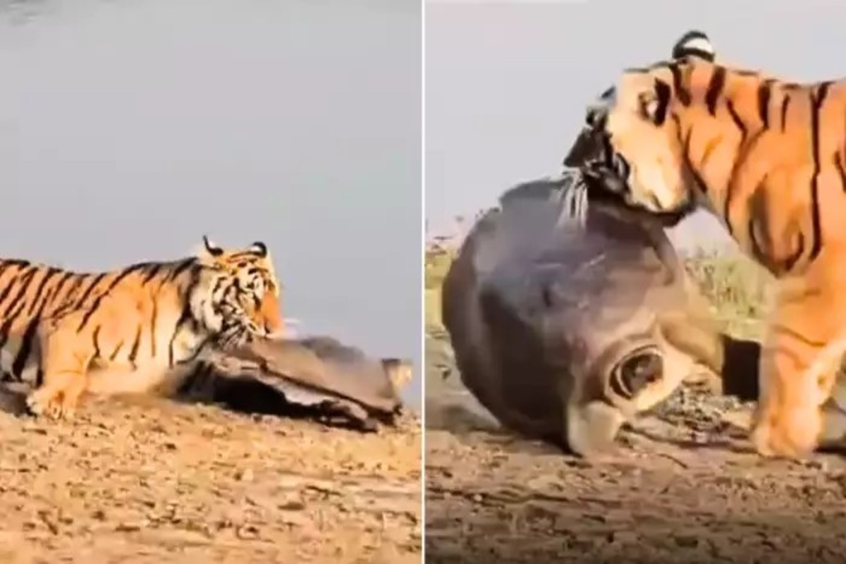 Ranthambore Viral Video
