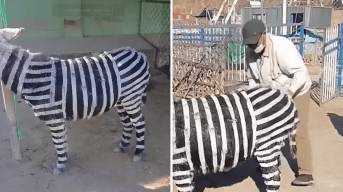 Chinese Zoo Paints Donkey