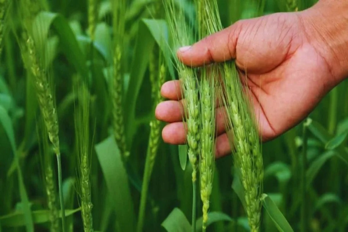 Effect of weather on wheat crop