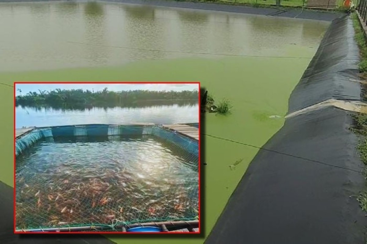 Fish Farming