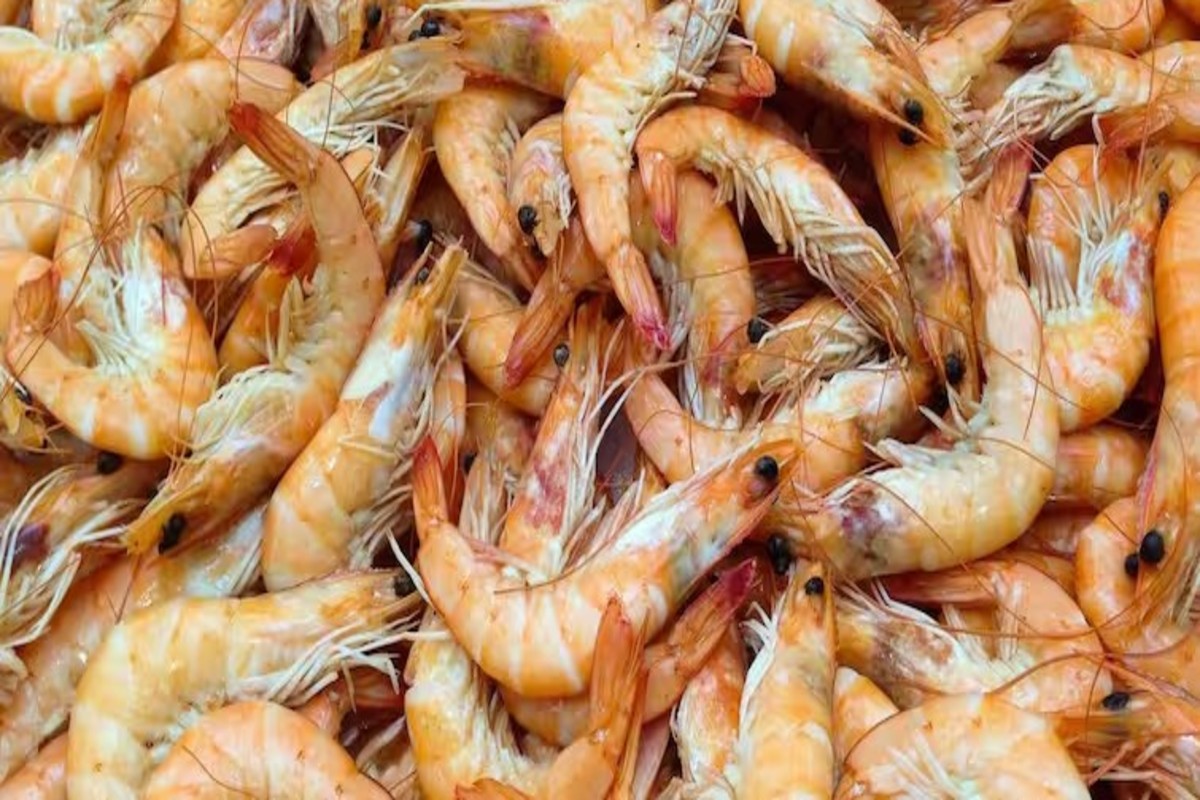 Shrimp farming
