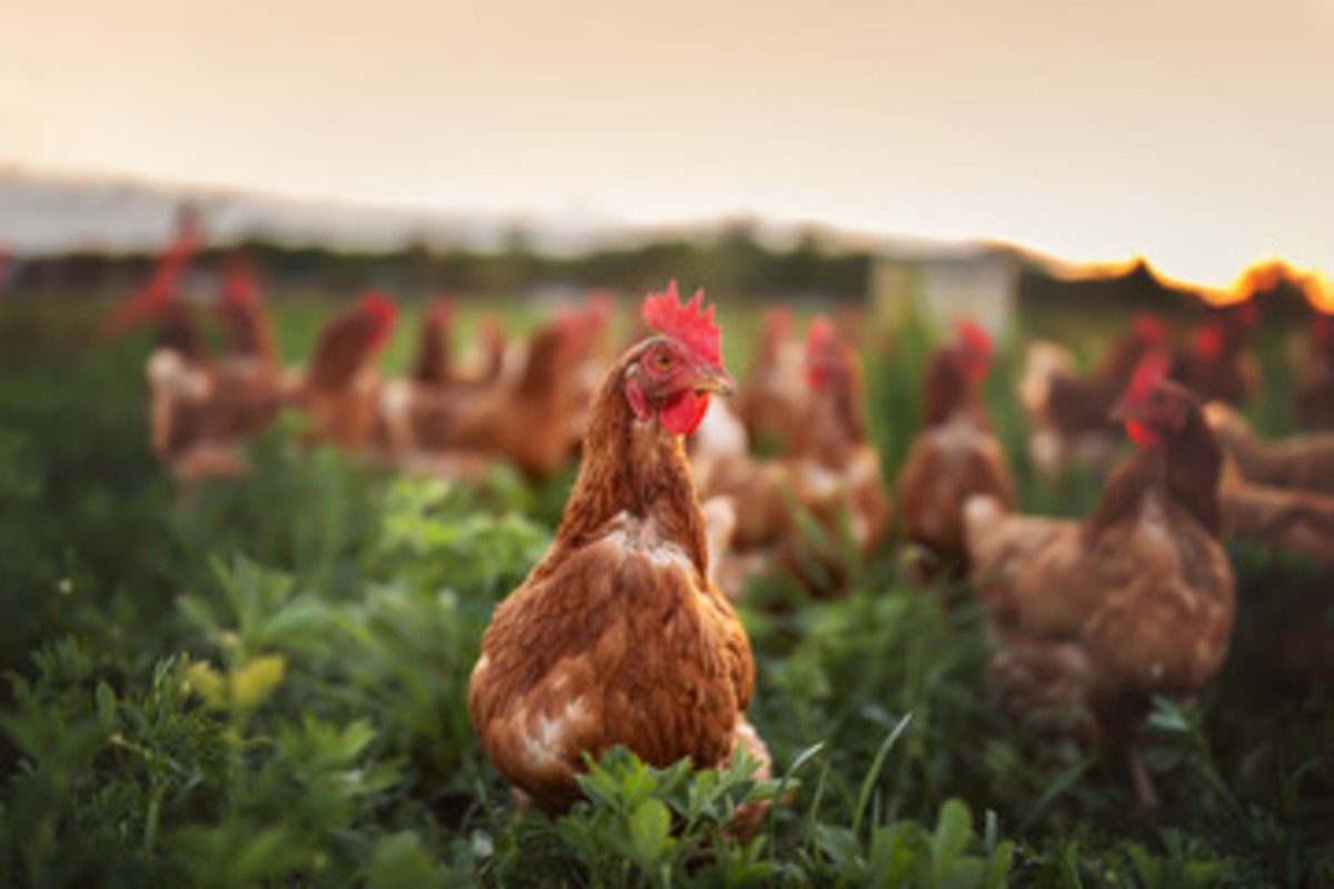Chicken Is Animal Or Bird