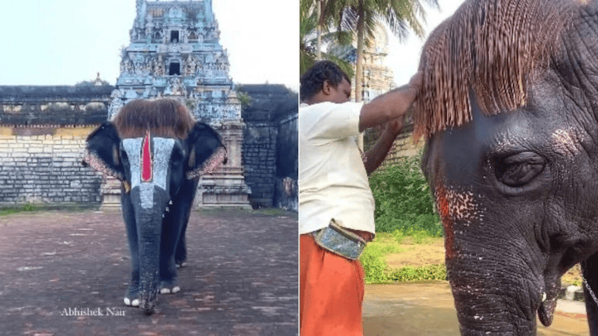 Elephant With Bob Cut Hairstyle