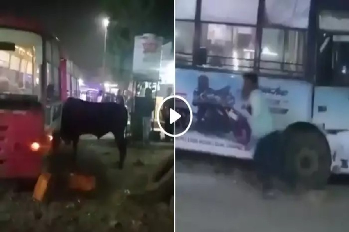 Bull Storms Into Bus Viral Video