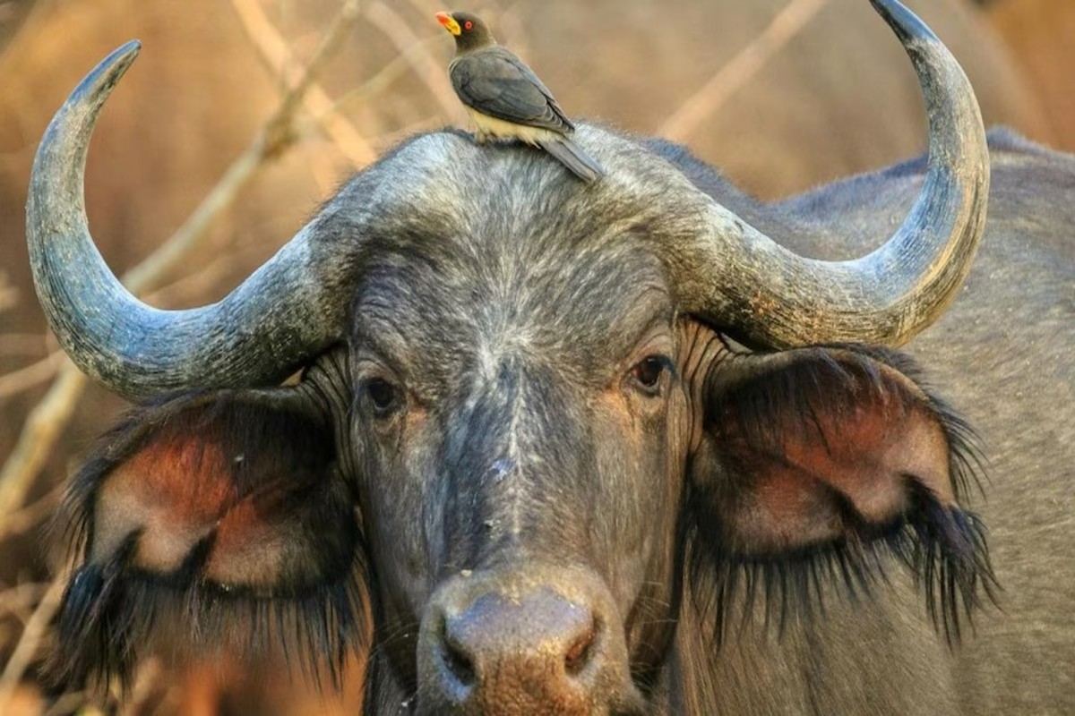 Buffalo Breed