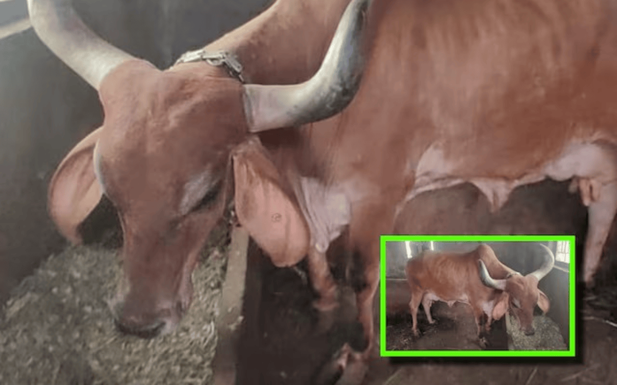 Botad Oldest Cow