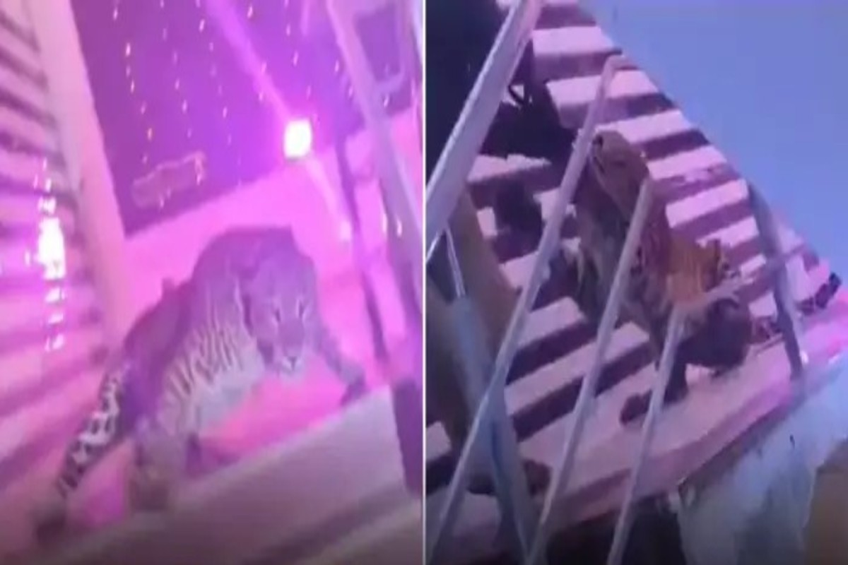 Leopard Entry At The Wedding