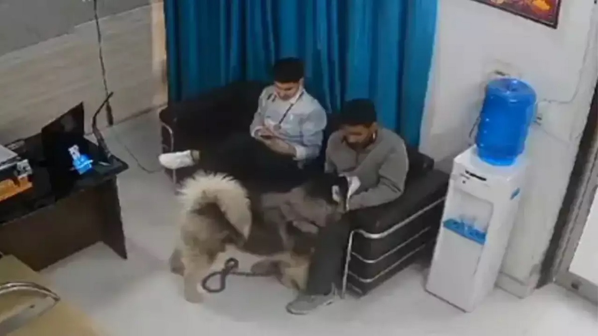 Viral Video