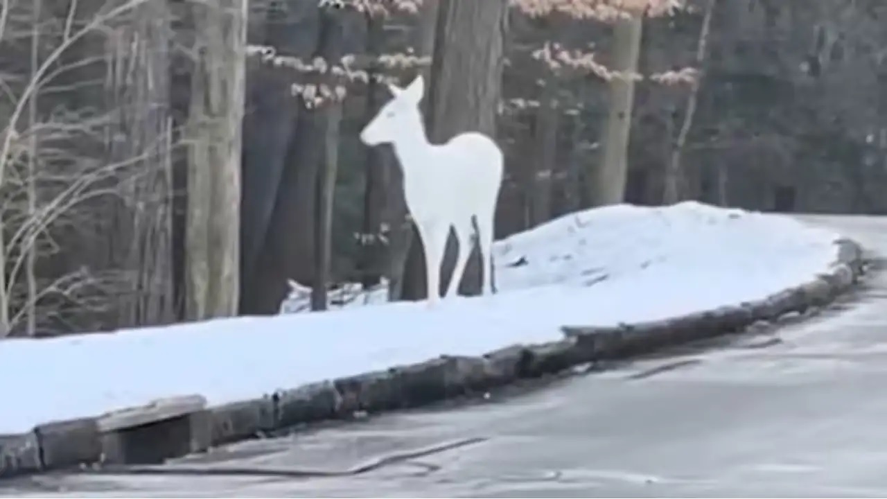Viral Video