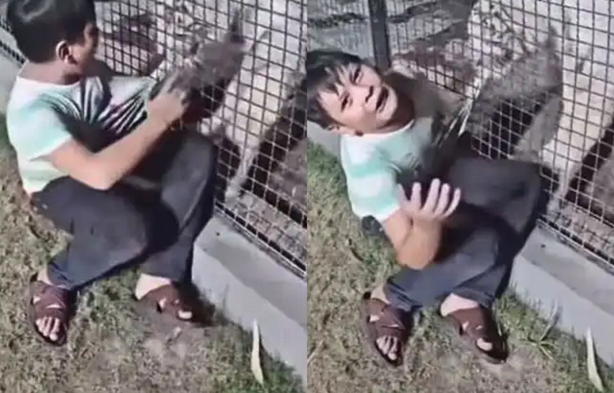 Tiger Attack Kid