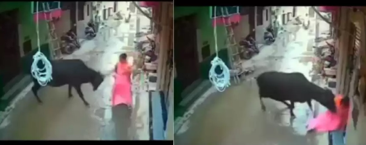 Bull Attack on Woman