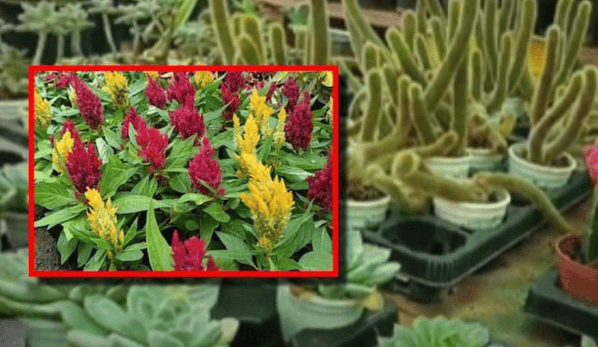 Kodi Juttu Plant