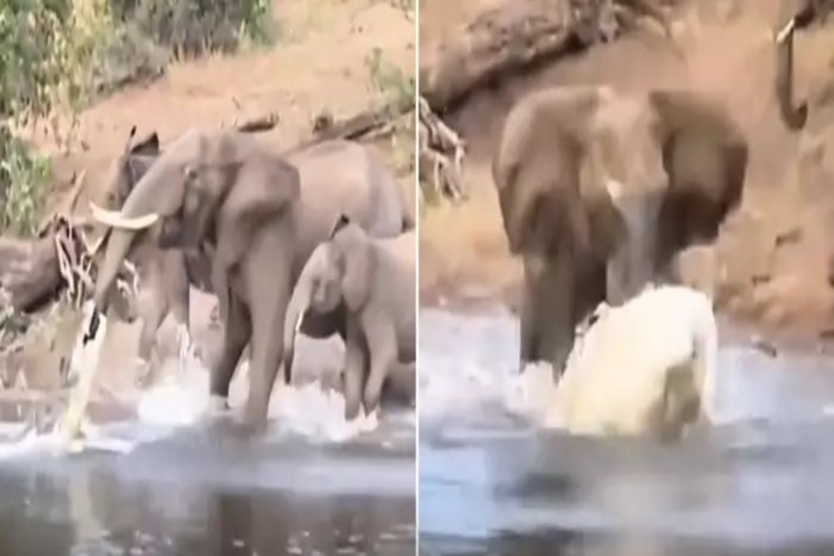 Crocodile And Elephant Fight Video