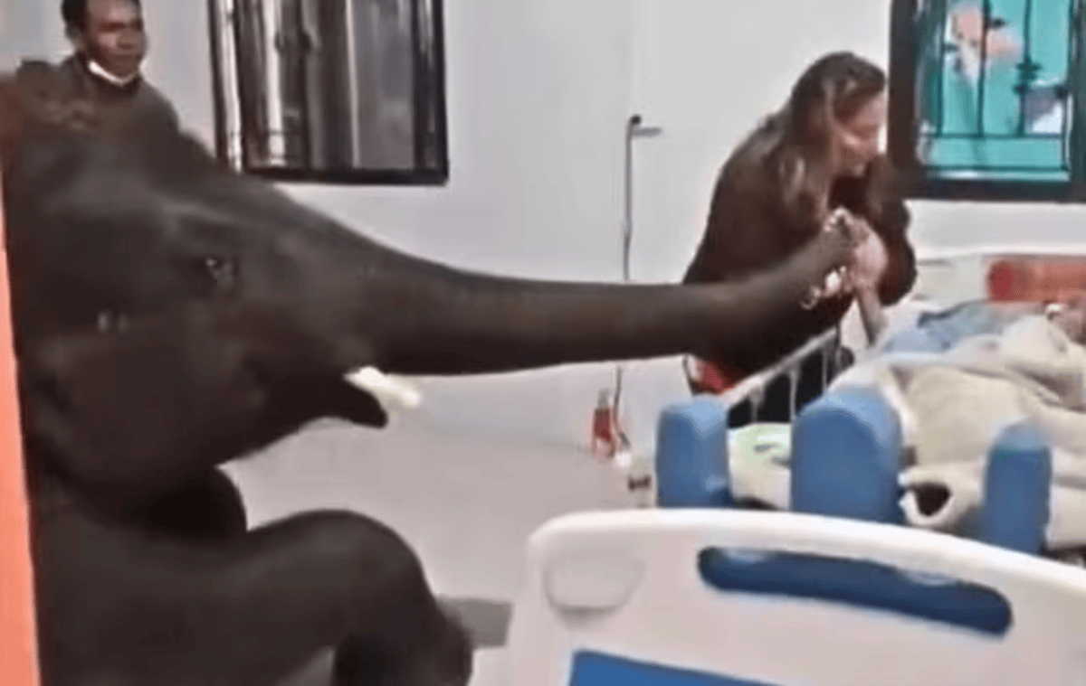 Elephant Bids Final Goodbye To Owner