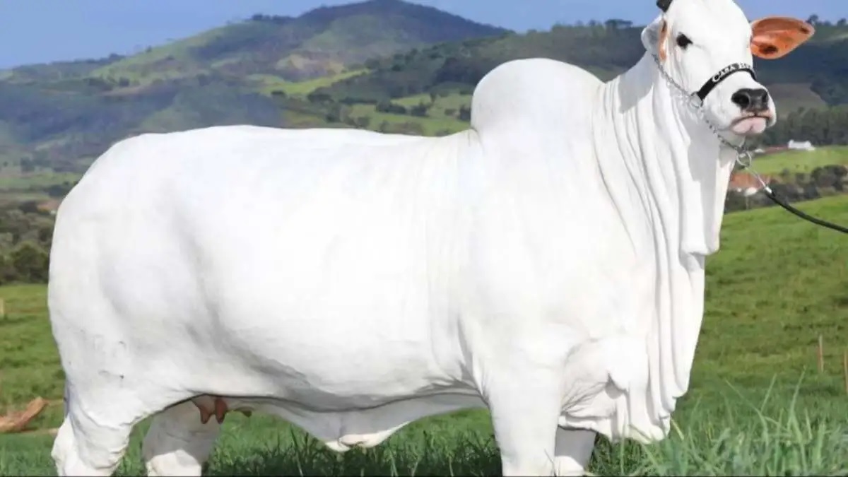 World's Most Expensive Cow