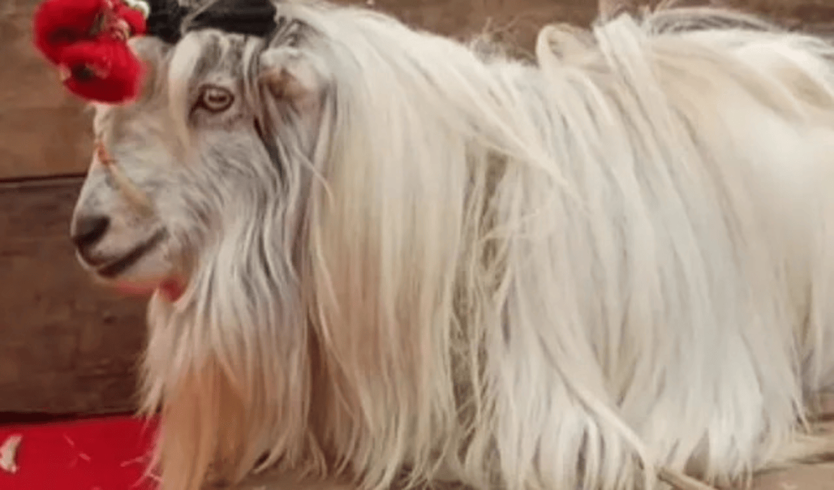 Chinese Goat