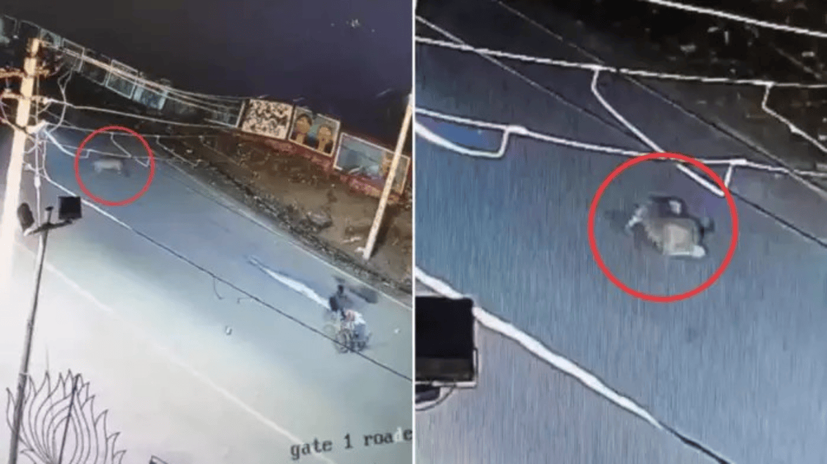 Leopard Viral Cctv Footage