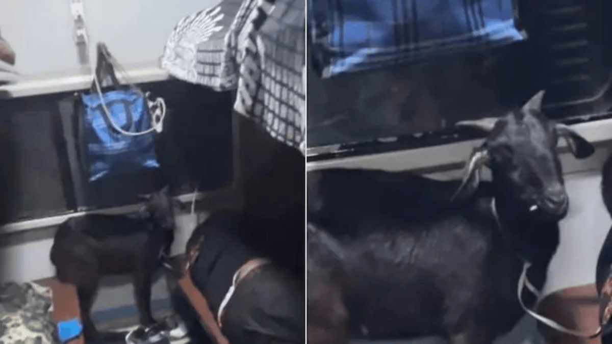 Man Takes Goat On Train Viral Video