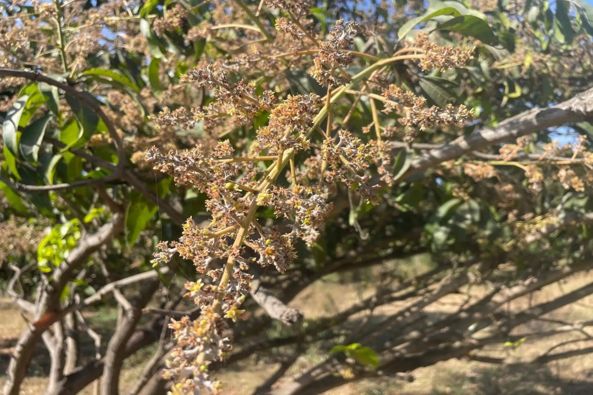 Mango powdery mildew