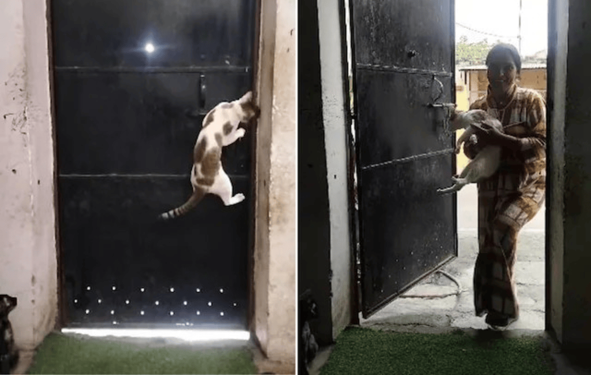 Cat Open Door Viral Video