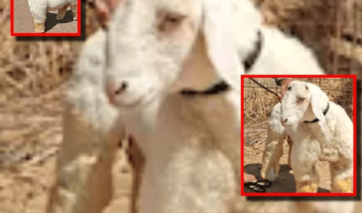 Rare Bundoor Sheep