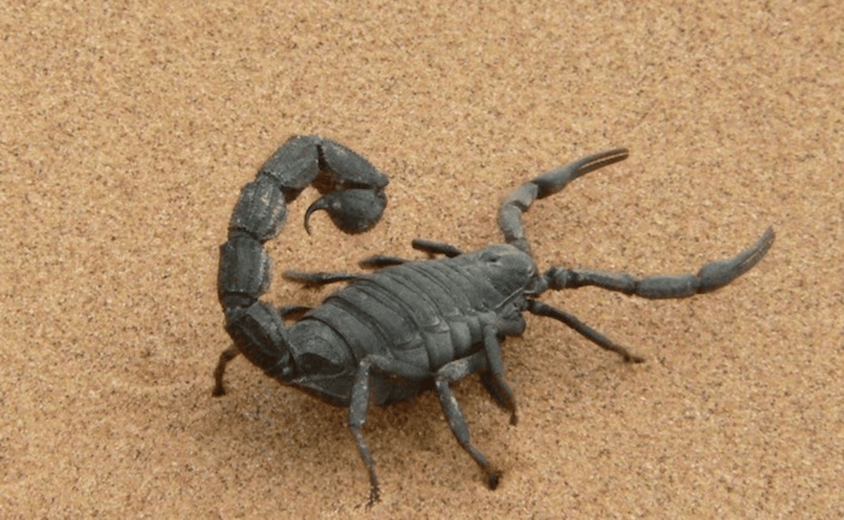 Scorpion Venom