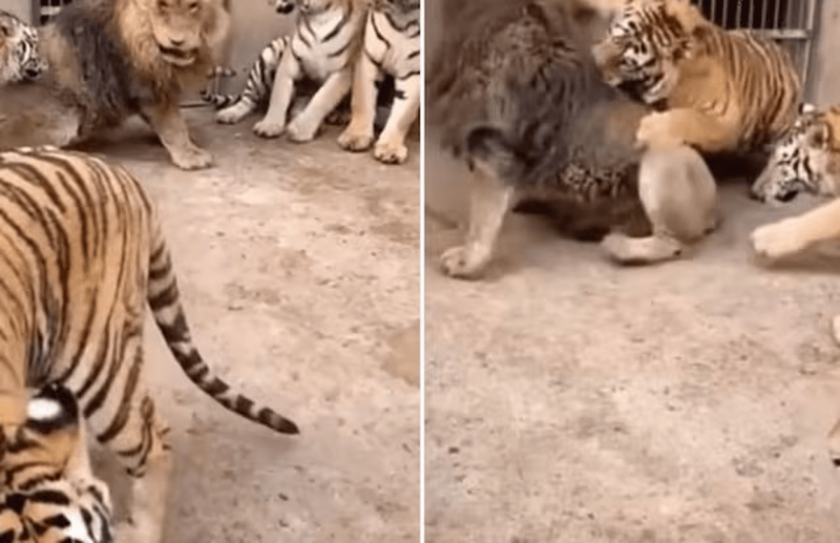 Lion In Tigers Cage Viral Video