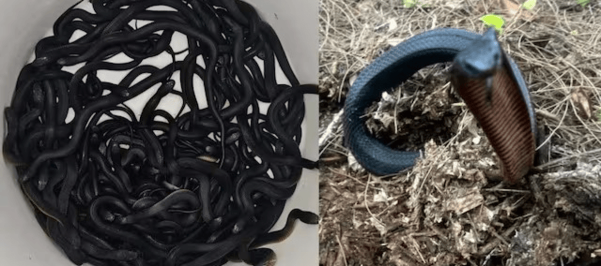 Is this a house or a snake pit