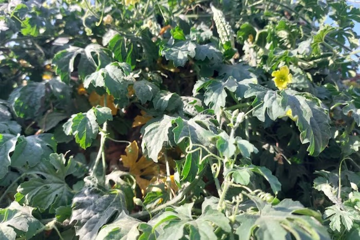 Bitter Gourd Cultivation
