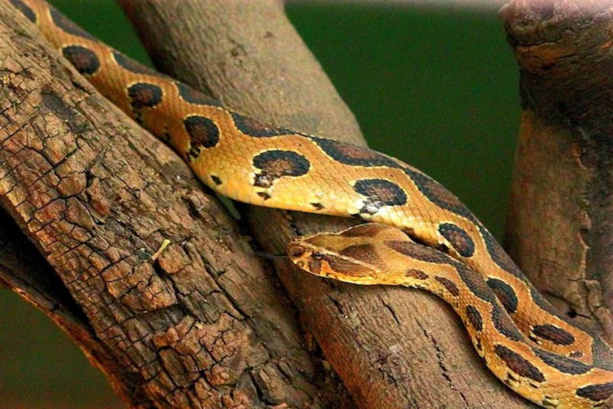 Indias Deadliest Snake