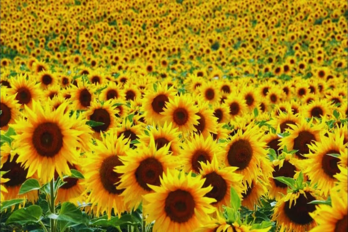 Sunflower Farming