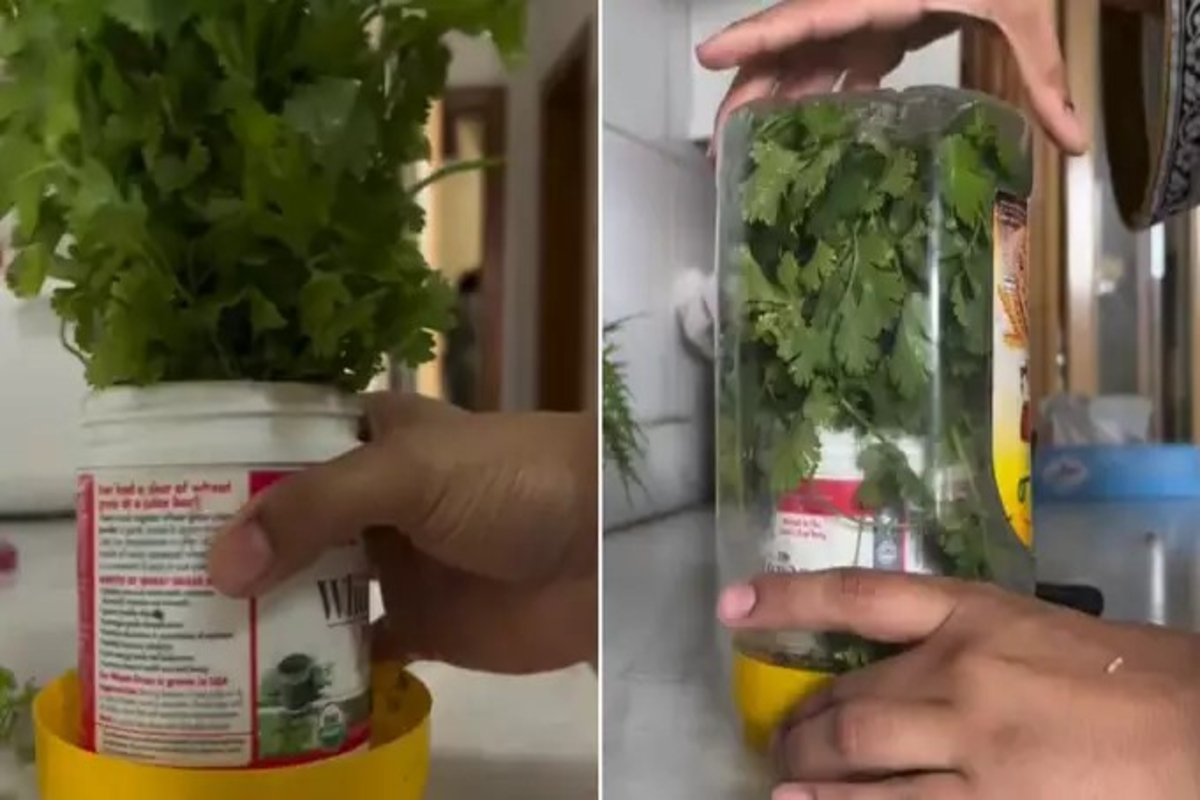 Viral Hack to Keep Coriander Leaves Fresh