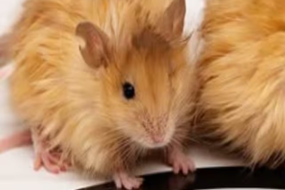 Woolly Mice
