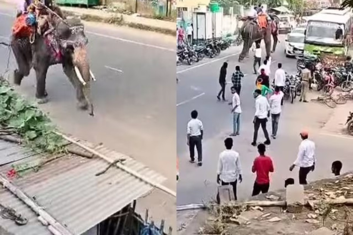 Elephant Attack Crowd Viral Video