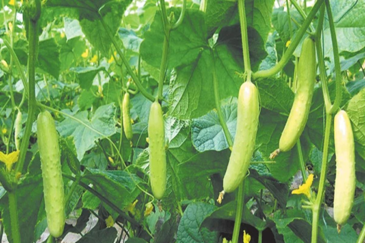 How to Cultivate Pumpkins for Higher Yield