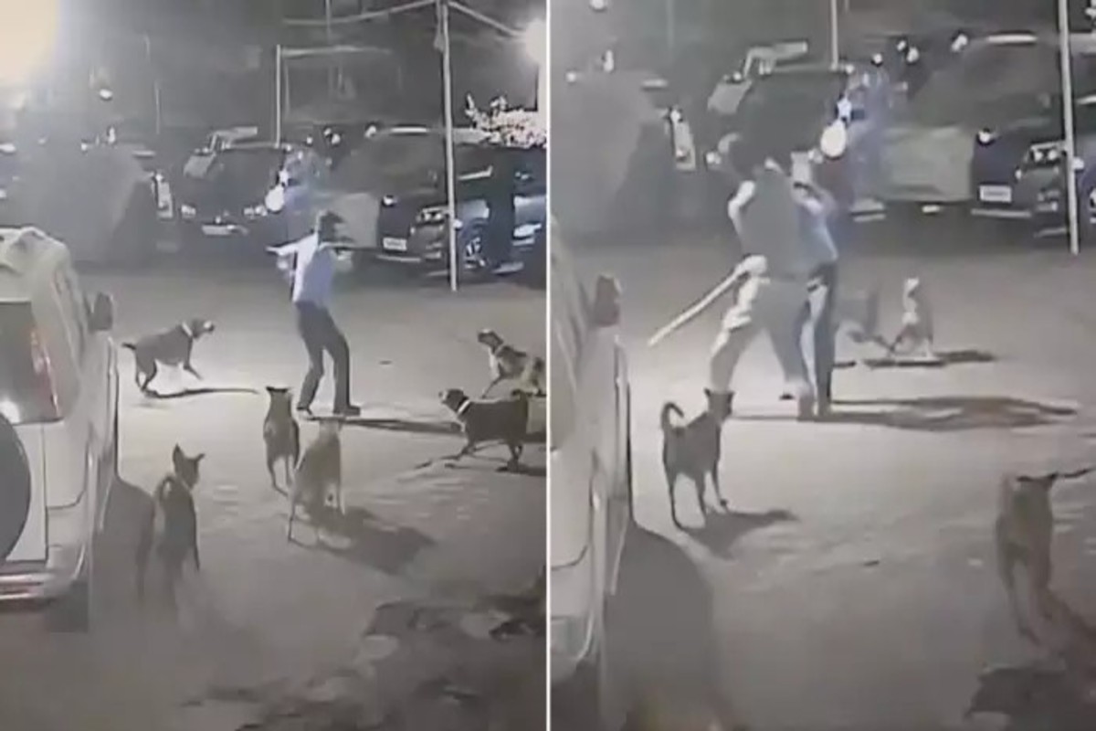Dog Attack Guard Video