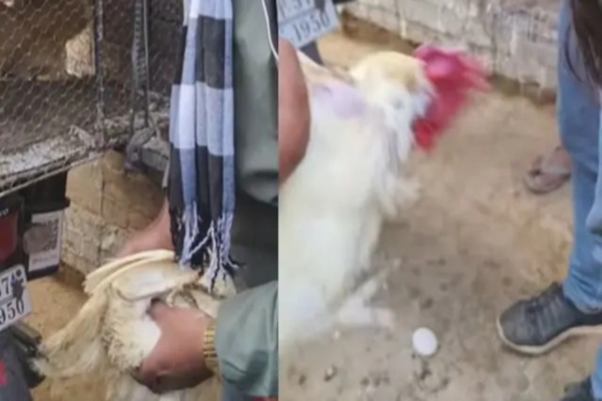 Viral Video
