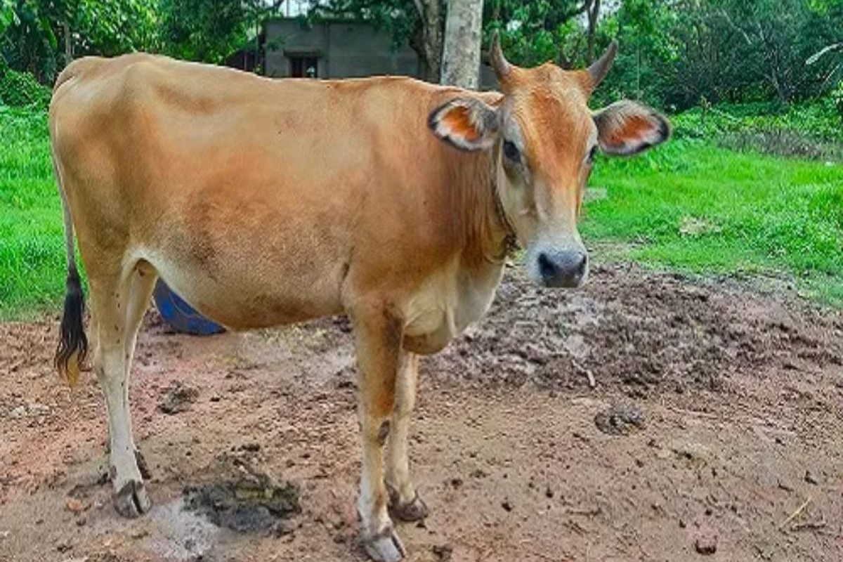 Quick Remedies for Livestock Diarrhea