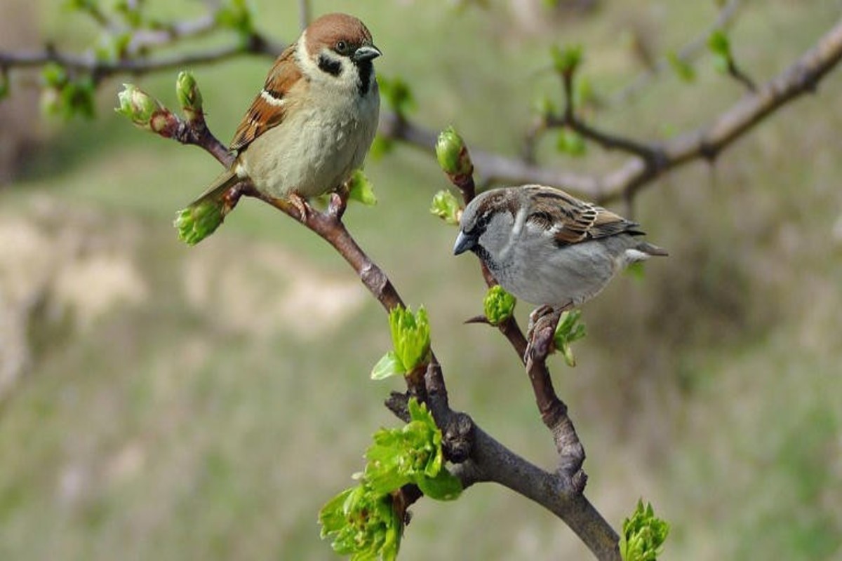 World Sparrow Day 2025