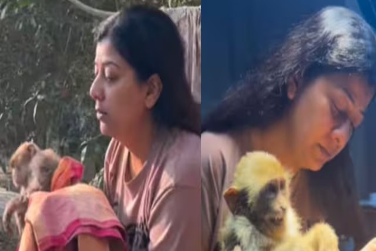 Dogs Chased Baby Monkey